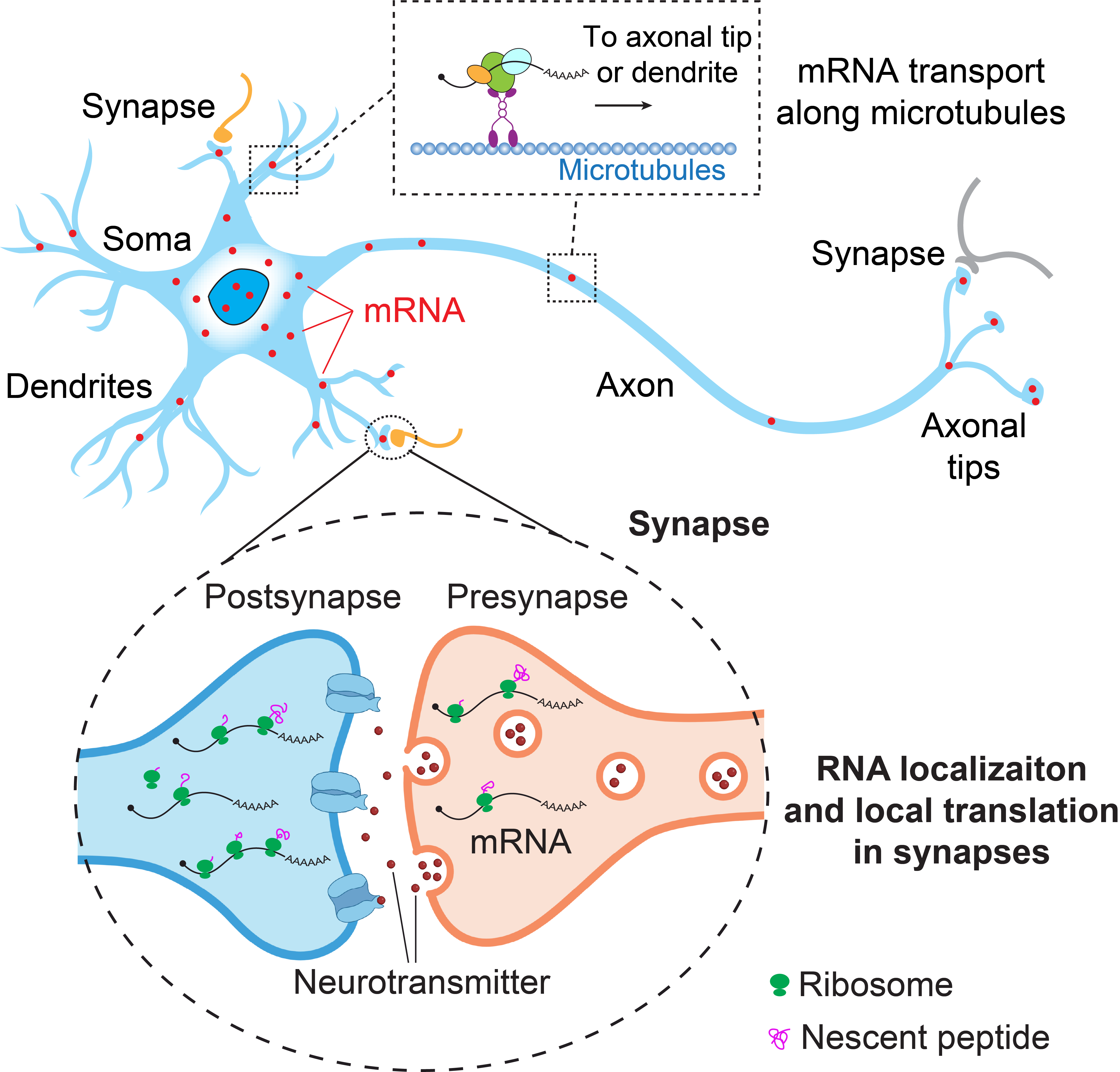 RNA localization in neurons